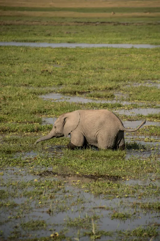 Tablou Canvas, "Elefănțel în mijlocul savanei verzi", Elefant, Iarbă, Apă, Natură, Câmpie, Sălbăticie, Trunchi, Pui, Verde, Peisaj, 26 x 39 cm – poza 2