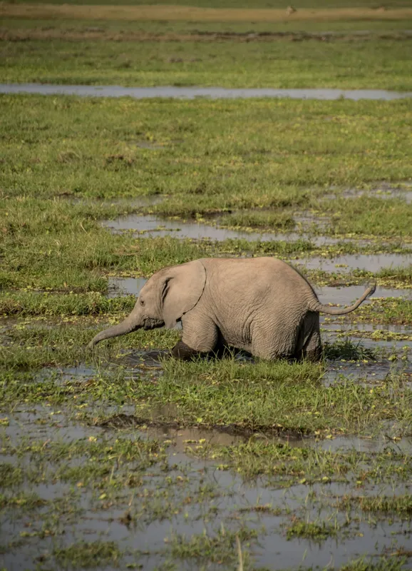Tablou Canvas, "Elefănțel în mijlocul savanei verzi", Elefant, Iarbă, Apă, Natură, Câmpie, Sălbăticie, Trunchi, Pui, Verde, Peisaj, 39 x 54 cm – poza 2