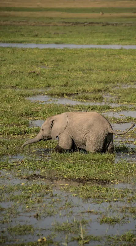 Tablou Canvas, "Elefănțel în mijlocul savanei verzi", Elefant, Iarbă, Apă, Natură, Câmpie, Sălbăticie, Trunchi, Pui, Verde, Peisaj, 50 x 90 cm – poza 2
