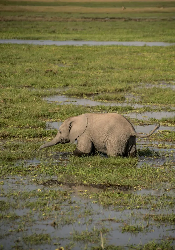 Tablou Canvas, "Elefănțel în mijlocul savanei verzi", Elefant, Iarbă, Apă, Natură, Câmpie, Sălbăticie, Trunchi, Pui, Verde, Peisaj, 70 x 100 cm – poza 2