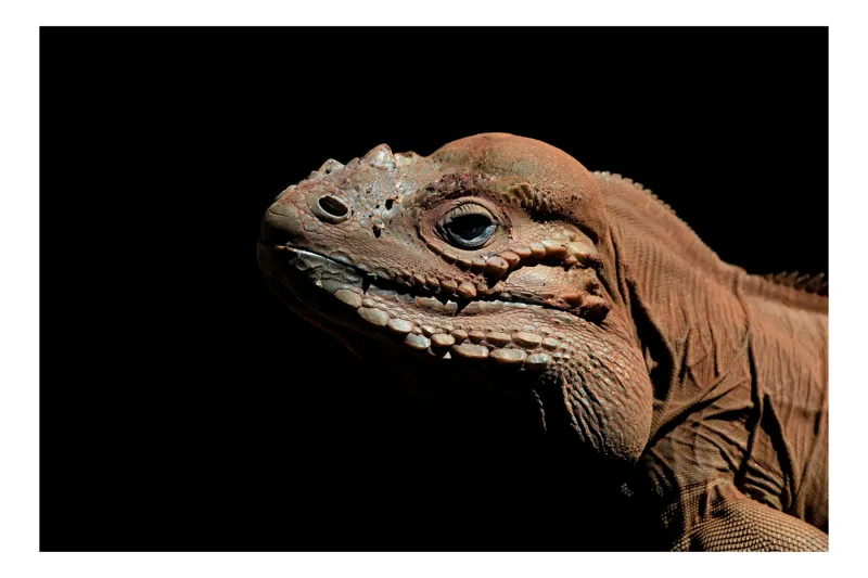 Tablou Canvas, "Reptila în întunericul liniștit al nopții", Iguana, Textură, Detaliu, Reptilă, Luminozitate, Umbre, Contrast, Faună, Solzi, Privire., 39 x 26 cm