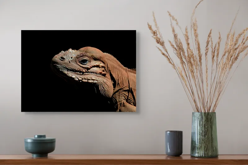 Tablou Canvas, "Reptila în întunericul liniștit al nopții", Iguana, Textură, Detaliu, Reptilă, Luminozitate, Umbre, Contrast, Faună, Solzi, Privire., 54 x 39 cm – poza 4