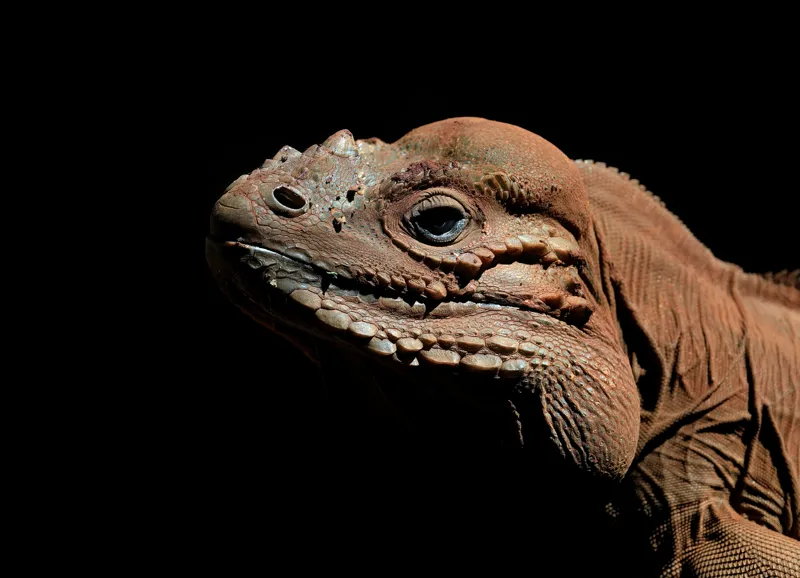 Tablou Canvas, "Reptila în întunericul liniștit al nopții", Iguana, Textură, Detaliu, Reptilă, Luminozitate, Umbre, Contrast, Faună, Solzi, Privire., 54 x 39 cm – poza 2