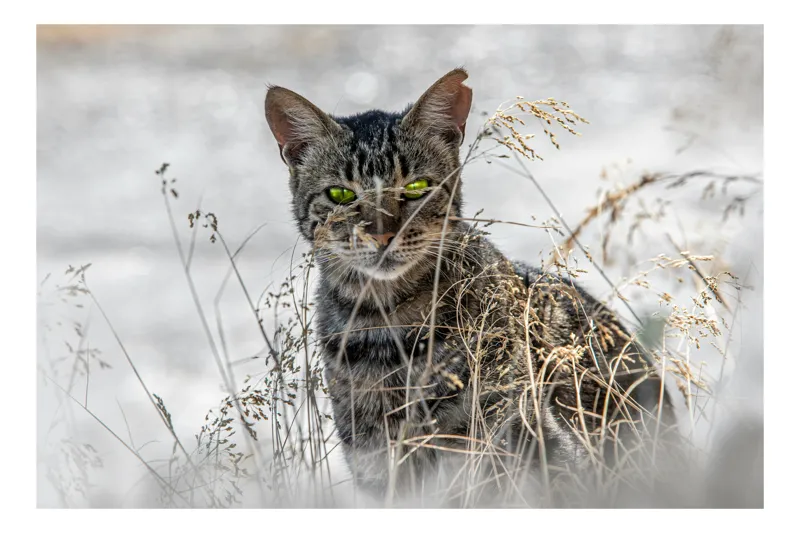 Tablou Canvas, "Pisica sălbatică în iarba uscată", Pisică, Privire, Iarbă, Tufișuri, Blană, Verde, Ochi, Natură, Tranquilitate, Feline., 39 x 26 cm