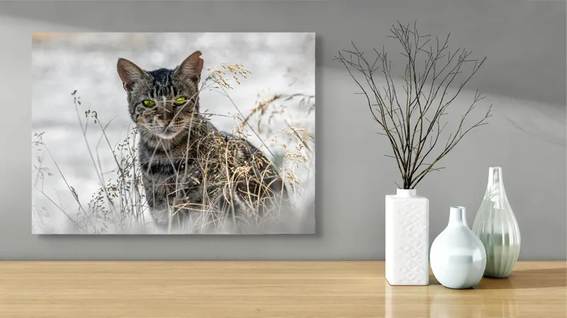 Tablou Canvas, "Pisica sălbatică în iarba uscată", Pisică, Privire, Iarbă, Tufișuri, Blană, Verde, Ochi, Natură, Tranquilitate, Feline., 70 x 50 cm – poza 3