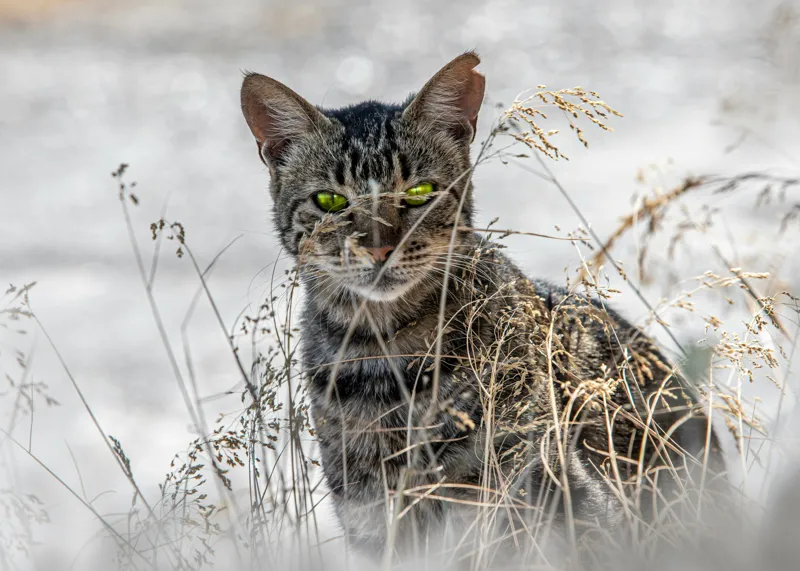Tablou Canvas, "Pisica sălbatică în iarba uscată", Pisică, Privire, Iarbă, Tufișuri, Blană, Verde, Ochi, Natură, Tranquilitate, Feline., 70 x 50 cm – poza 2