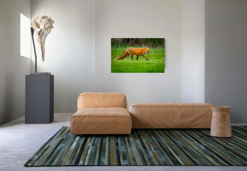 Tablou Canvas, "Vulpea în căutarea prăzii verzii", Vulpe, Roșcată, Pajiște, Verdiș, Alertă, Natură, Peisaj, 90 x 50 cm – poza 8