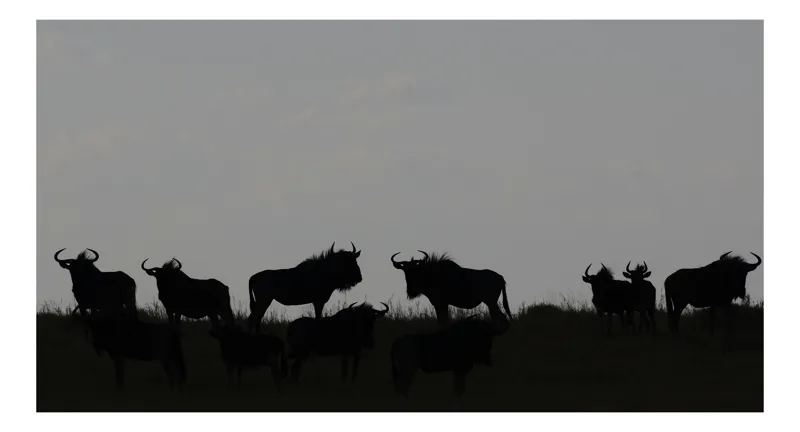 Tablou Canvas, "Turma de gnu în amurg seren", Silhouette, Wilderness, Antelopes, Dusk, Grazing, Horizon, Shadows, Grassland, 54 x 39 cm