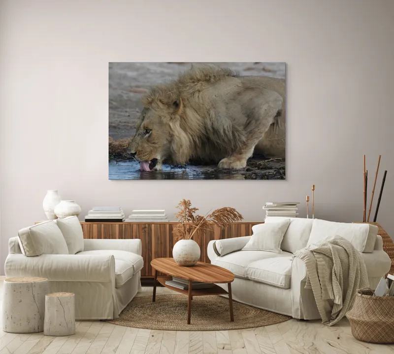 Tablou Canvas, "Leul bând apă la răsărit", Leu, Apă, Lins, Blană, Natură, Sălbăticie, Forță, Majestuos., 150 x 100 cm – poza 3