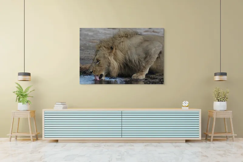 Tablou Canvas, "Leul bând apă la răsărit", Leu, Apă, Lins, Blană, Natură, Sălbăticie, Forță, Majestuos., 150 x 100 cm – poza 6
