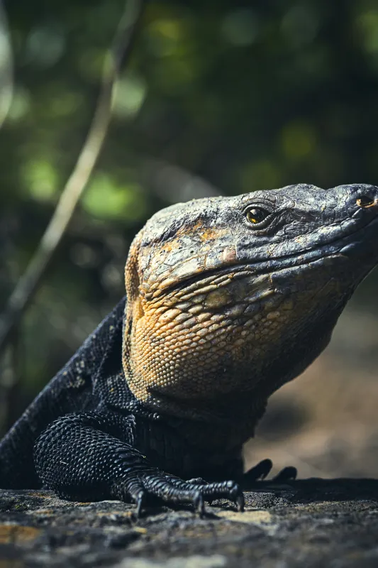 Tablou Canvas, "Vânătoarea Undelor Soarelui de Vară", Șopârlă, Soare, Solitar, Natură, Umbră, Textură, Piele, Contemplativ, Reptilă, Ambient, Vegetație, Observație, 100 x 150 cm – poza 2
