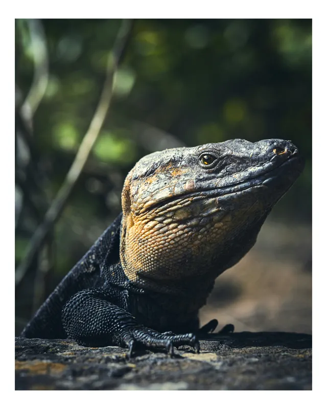 Tablou Canvas, "Vânătoarea Undelor Soarelui de Vară", Șopârlă, Soare, Solitar, Natură, Umbră, Textură, Piele, Contemplativ, Reptilă, Ambient, Vegetație, Observație, 39 x 54 cm