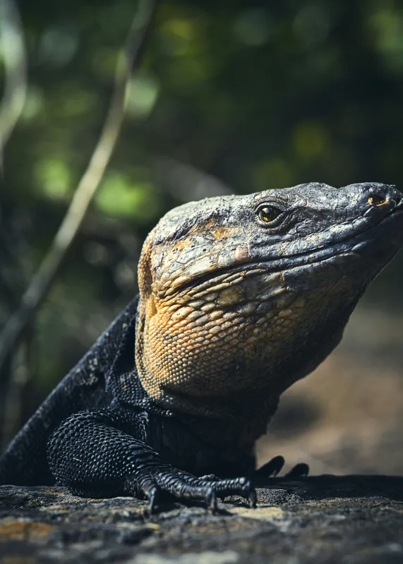 Tablou Canvas, "Vânătoarea Undelor Soarelui de Vară", Șopârlă, Soare, Solitar, Natură, Umbră, Textură, Piele, Contemplativ, Reptilă, Ambient, Vegetație, Observație, 50 x 70 cm – poza 2