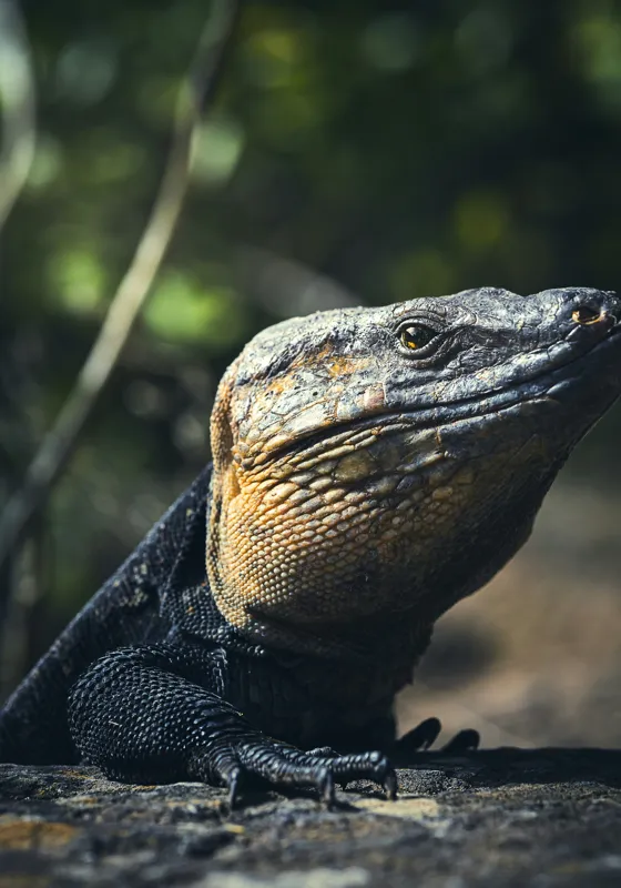 Tablou Canvas, "Vânătoarea Undelor Soarelui de Vară", Șopârlă, Soare, Solitar, Natură, Umbră, Textură, Piele, Contemplativ, Reptilă, Ambient, Vegetație, Observație, 70 x 100 cm – poza 2