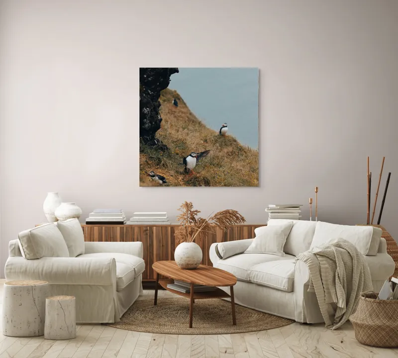 Tablou Canvas, "Puffini pe stâncile îmbobocite ale falezei", Puffini, Stâncă, Iarbă, Ocean, Pene, Natură, Aripi, 100 x 100 cm – poza 3
