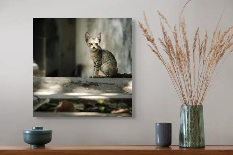 Tablou Canvas, "Pisoiul solitar în lumina blândă", Pisoi, Singuratic, Uitat, Umbre, Frunze, Desiș, Curiozitate, Blândețe, 50 x 50 cm – poza 4