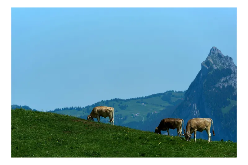 Tablou Canvas, "Vaci păscând pe culmi alpine", Vaci, Pajiște, Munte, Cer, Verde, Albastru, Peisaj, Natură, Senin, Vârf, 39 x 26 cm