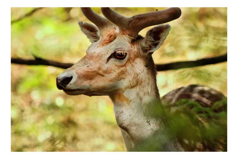 Tablou Canvas, "Cerbul priveste printre frunze verzi", Cerb, Pădure, Majestuos, Blând, Natură, Verdeață, Ochii-Luminoși, Ramuri., 100 x 100 cm