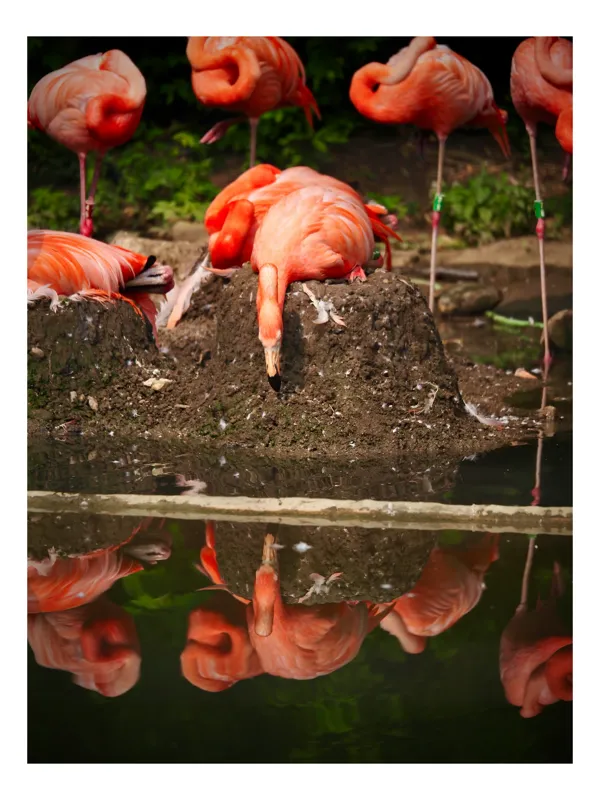 Tablou Canvas, "Flamingo adormit la marginea apei", Roz, Flamingo, Reflecție, Apă, Natură, Odihnă, Penaj, Exotism, Grup, Tranquilitate, 100 x 150 cm