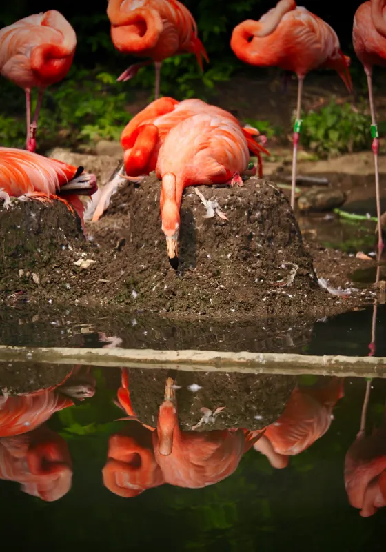 Tablou Canvas, "Flamingo adormit la marginea apei", Roz, Flamingo, Reflecție, Apă, Natură, Odihnă, Penaj, Exotism, Grup, Tranquilitate, 70 x 100 cm – poza 2