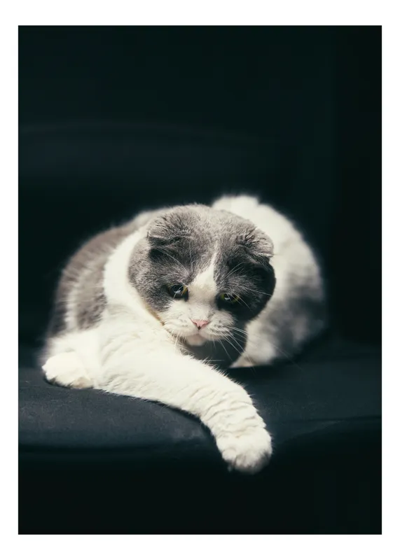 Tablou Canvas, "Pisica cu privire contemplativă", Pisică, Blană, Întunecat, Privire, Relaxare, 26 x 39 cm