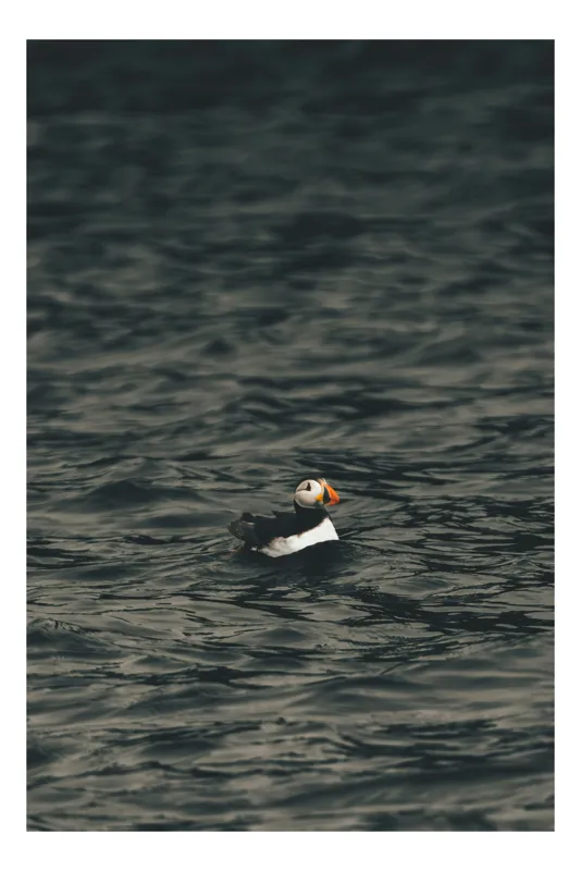 Tablou Canvas, "Puffin singur pe valuri întunecate", Solitudine, Ocean, Puffin, Melancolie, Valuri, Singurătate, Contrast, Liniște, Eleganță, Natură, 50 x 70 cm