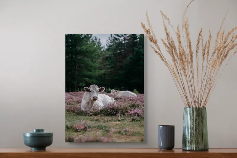 Tablou Canvas, "Vaci odihnindu-se pe lunci movii", Vacă, Plante, Pajiște, Natură, Relaxare, Copaci, Verde, Roz, Cer, Tranquilitate, 39 x 54 cm – poza 3