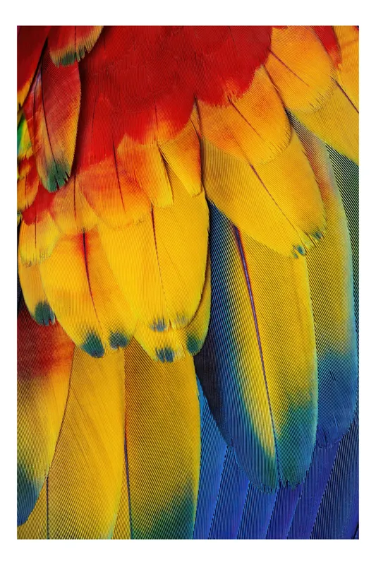 Tablou Canvas, "Aripile curcubeului tropical radiant", Colorat, Vibrant, Texturat, Detaliat, Strălucitor, Păsăresc, Exotic, Frumos, 50 x 90 cm