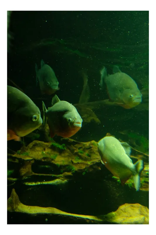 Tablou Canvas, "Peștii în adâncurile verzi ale oceanului", Piranha, Acvariu, Verde, Apă, Submersibil, Misterios, Fascinant, Acvatic, Grup, Observație, 50 x 70 cm