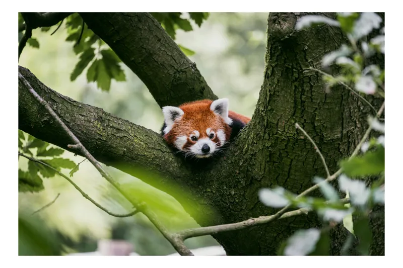 Tablou Canvas, "Panda roșu odihnindu-se în copac", Red Panda, Tree, Resting, Leaves, Nature, Adorable, Wildlife, Branches, 39 x 26 cm