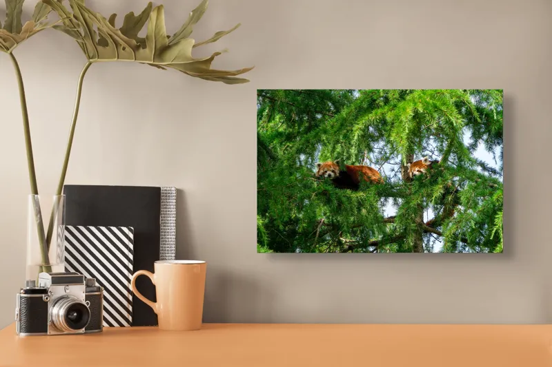 Tablou Canvas, "Panda roșu ascuns în copaci verzi", Nu pot spune cine sunt animalele din imagine, dar par a fi doi panda roșii într-un copac., 39 x 26 cm – poza 3