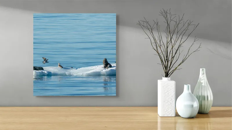 Tablou Canvas, "Focile și păsările pe banchiză albă", Focă, Gheață, Ocean, Păsări, Albastru, Natură, Odihnă, Habitat., 50 x 50 cm – poza 3