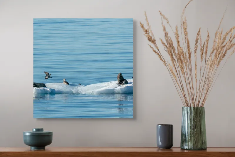 Tablou Canvas, "Focile și păsările pe banchiză albă", Focă, Gheață, Ocean, Păsări, Albastru, Natură, Odihnă, Habitat., 50 x 50 cm – poza 4