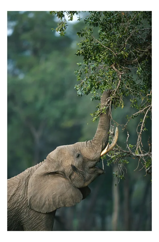 Tablou Canvas, "Elefant mâncând frunze din copac", Elefant, Trompă, Frunze, Arbori, Natură, Copac, Fildeș, Savanna, 70 x 100 cm