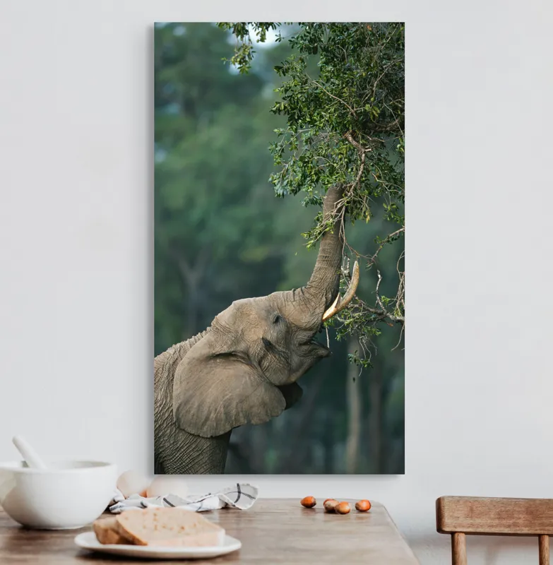 Tablou Canvas, "Elefant mâncând frunze din copac", Elefant, Trompă, Frunze, Arbori, Natură, Copac, Fildeș, Savanna, 50 x 90 cm – poza 3