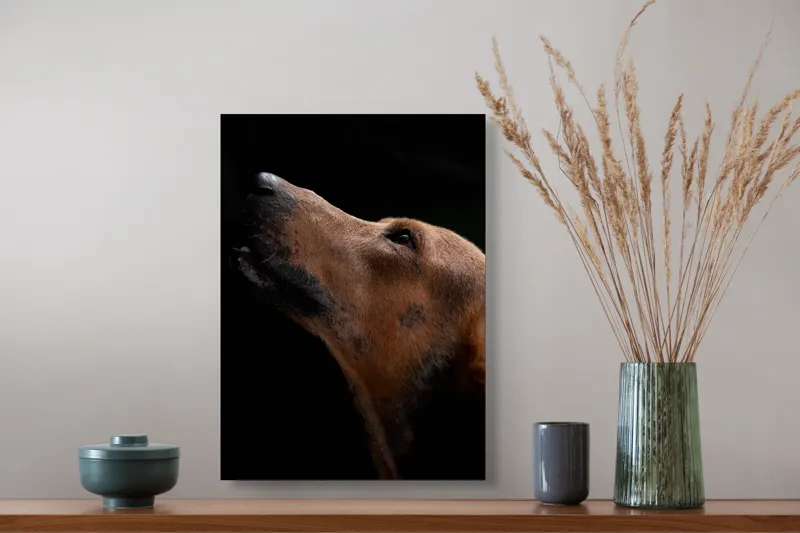 Tablou Canvas, "Câinele privind spre cer întunecat", 39 x 54 cm – poza 3