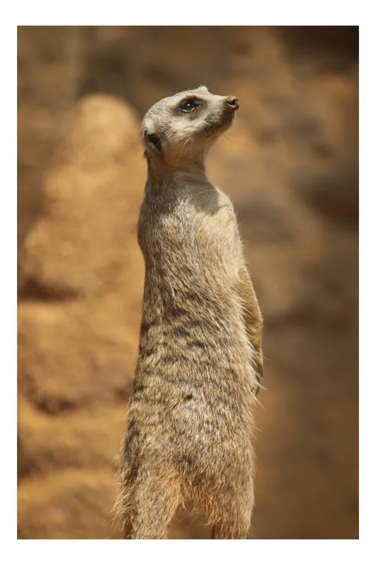 Tablou Canvas, "Suricata în poziție de veghe", Meerkat, Vigilează, Alertă, Soare, Nisip, Stâncă, Blană, Observație, 26 x 39 cm