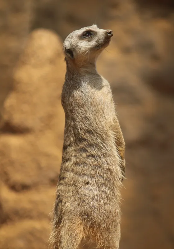 Tablou Canvas, "Suricata în poziție de veghe", Meerkat, Vigilează, Alertă, Soare, Nisip, Stâncă, Blană, Observație, 70 x 100 cm – poza 2
