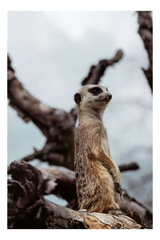 Tablou Canvas, "Suricata atentă în peisaj natural", Nu pot spune cine este în imagine, dar pare să fie o suricată într-un mediu natural. Dacă ai alte întrebări despre imagine, te pot ajuta cu plăcere!, 50 x 50 cm