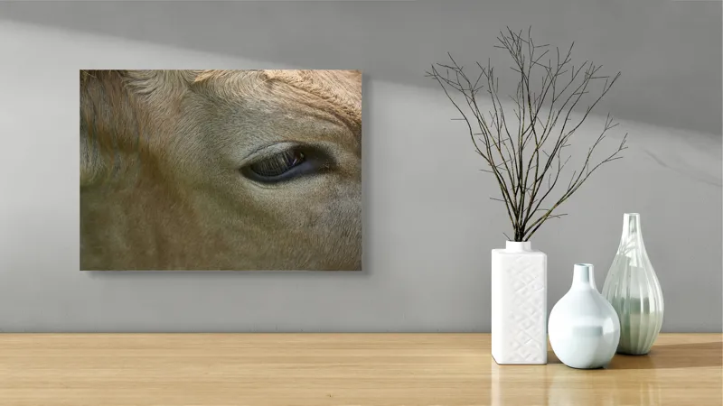 Tablou Canvas, "Ochiul blând al bovinei adormite", Animal, Blană, Ochi, Gene, Calm, Natural, Apropiere, Detaliu, 54 x 39 cm – poza 3
