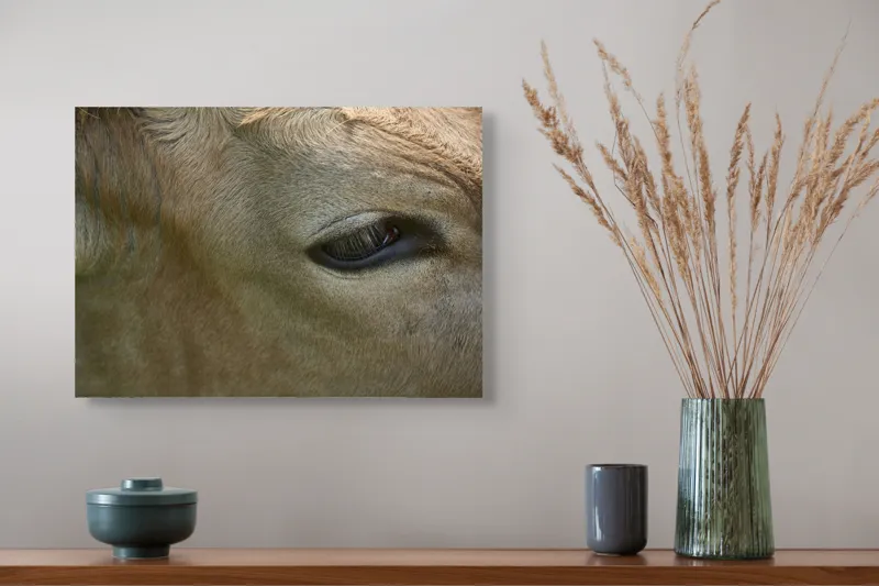 Tablou Canvas, "Ochiul blând al bovinei adormite", Animal, Blană, Ochi, Gene, Calm, Natural, Apropiere, Detaliu, 54 x 39 cm – poza 4