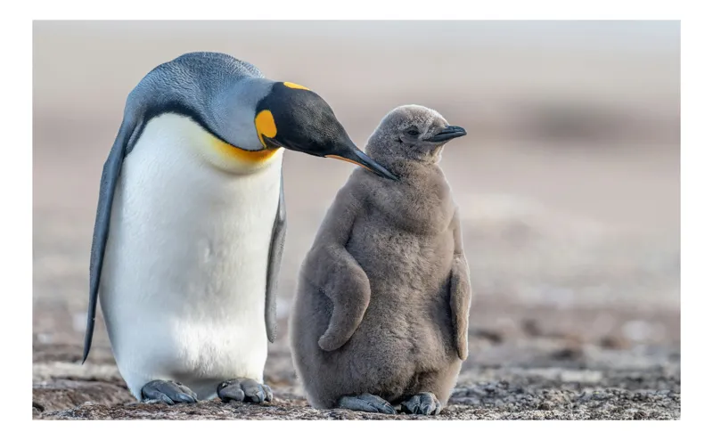 Tablou Canvas, "Pinguinul împărat și puiul său", Pinguin, Chiar, Adorabil, Pufos, Împreună, Familială, Blândă, 100 x 100 cm