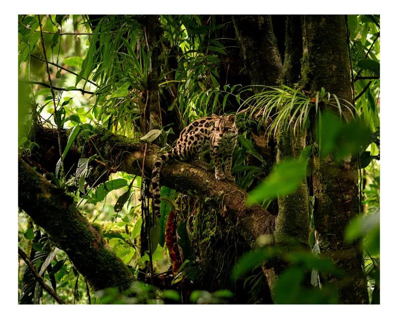 Tablou Canvas, "Leopard sălbatic în junglă tropicală", Copac, Leopard, Verdeață, Pădure, Natură, Camuflaj, Dungi, Mistic, Trunchi, Frunziș., 54 x 39 cm