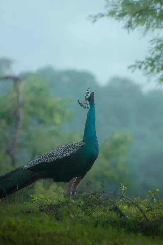 Tablou Canvas, "Pavo strălucitor în zori verzi", Păun, Verdeață, Ceață, Eleganță, Natură, Serenitate, Frumusețe, Pădure, Siluetă, Mister., 100 x 150 cm – poza 2