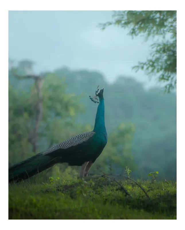 Tablou Canvas, "Pavo strălucitor în zori verzi", Păun, Verdeață, Ceață, Eleganță, Natură, Serenitate, Frumusețe, Pădure, Siluetă, Mister., 39 x 54 cm
