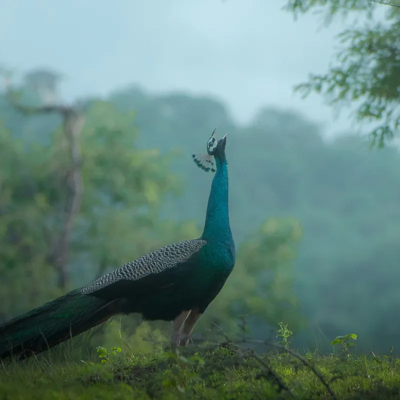Tablou Canvas, "Pavo strălucitor în zori verzi", Păun, Verdeață, Ceață, Eleganță, Natură, Serenitate, Frumusețe, Pădure, Siluetă, Mister., 50 x 50 cm – poza 2