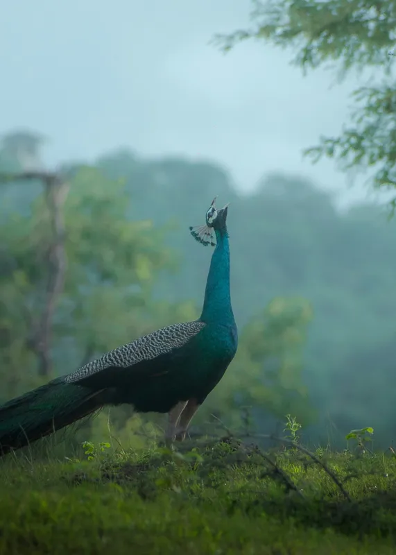 Tablou Canvas, "Pavo strălucitor în zori verzi", Păun, Verdeață, Ceață, Eleganță, Natură, Serenitate, Frumusețe, Pădure, Siluetă, Mister., 50 x 70 cm – poza 2