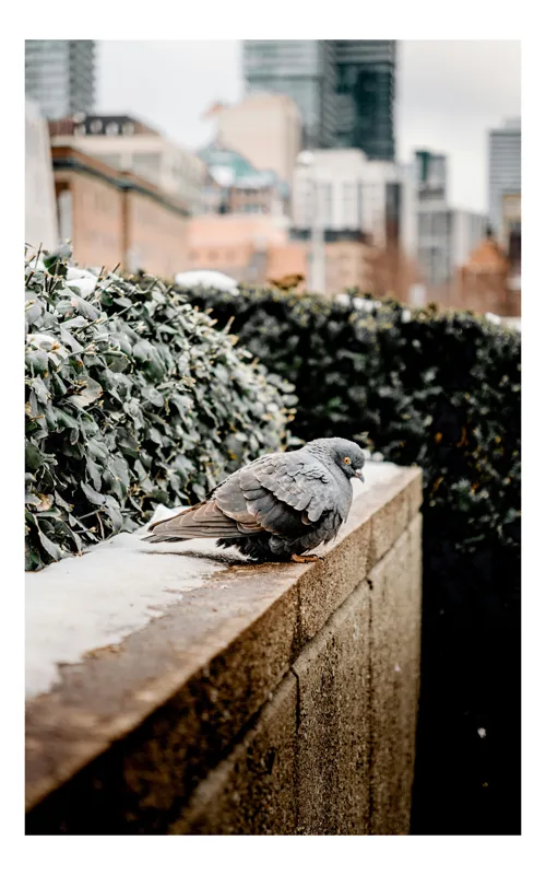 Tablou Canvas, "Porumbel pe zidul înghețat al orașului", Pigeon, Frunziș, Orizont, Urban, Clădiri, Rece, Zăpadă, Gard, Stradă, Solitar., 70 x 100 cm