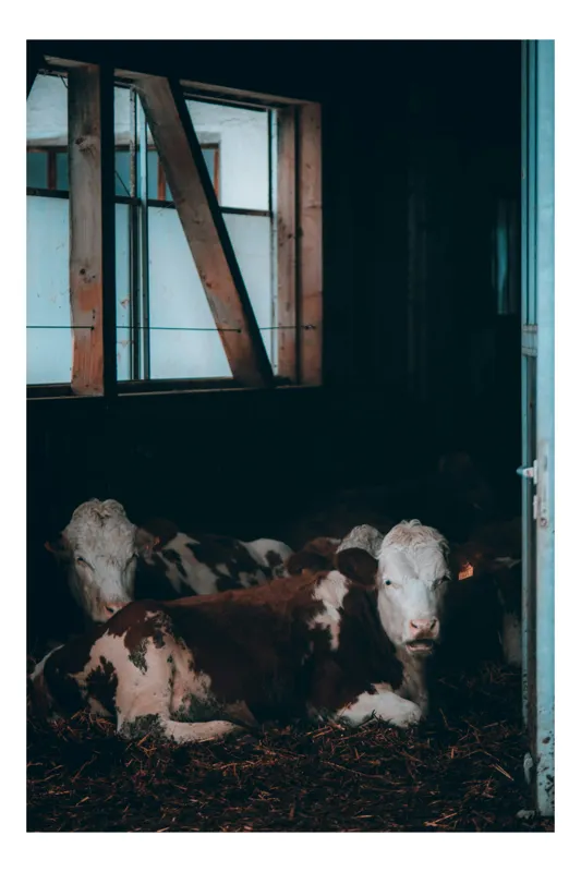 Tablou Canvas, "Vaci odihnindu-se în grajd întunecat", Blândețe, Lumină, Serenitate, Fereastră, Întuneric, Odihnă, Calm, Rural., 50 x 90 cm