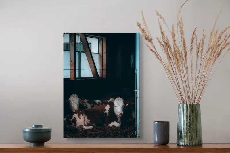 Tablou Canvas, "Vaci odihnindu-se în grajd întunecat", Blândețe, Lumină, Serenitate, Fereastră, Întuneric, Odihnă, Calm, Rural., 39 x 54 cm – poza 3